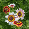 Flower Seedlings Bundle - TheHardenGarden