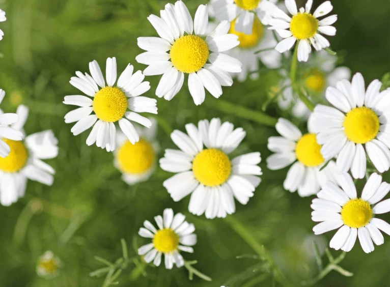 Flower Seedlings Bundle - TheHardenGarden