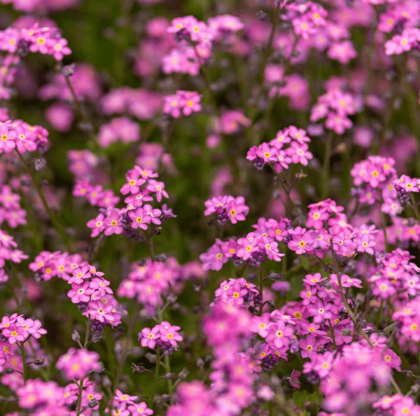 Flower Seedlings Bundle - TheHardenGarden