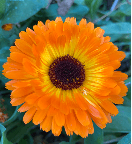 Flower Seedlings Bundle - TheHardenGarden