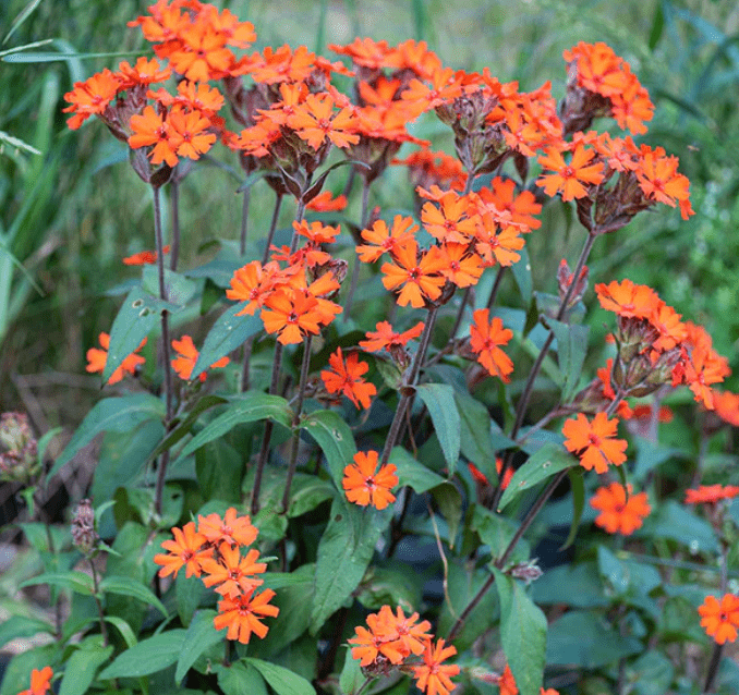 Flower Seedlings Bundle - TheHardenGarden
