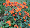 Flower Seedlings Bundle - TheHardenGarden