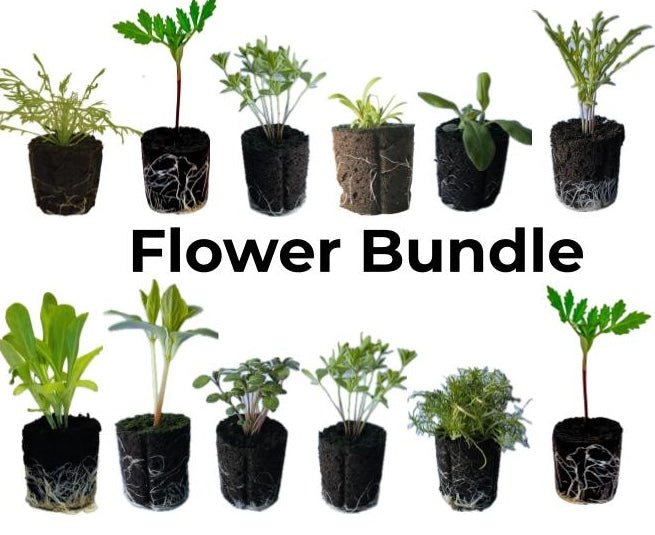 Flower Seedlings Bundle - TheHardenGarden