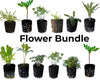 Flower Seedlings Bundle - TheHardenGarden