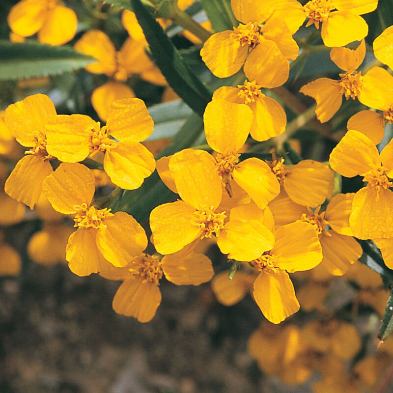 Flower Seedlings Bundle - TheHardenGarden