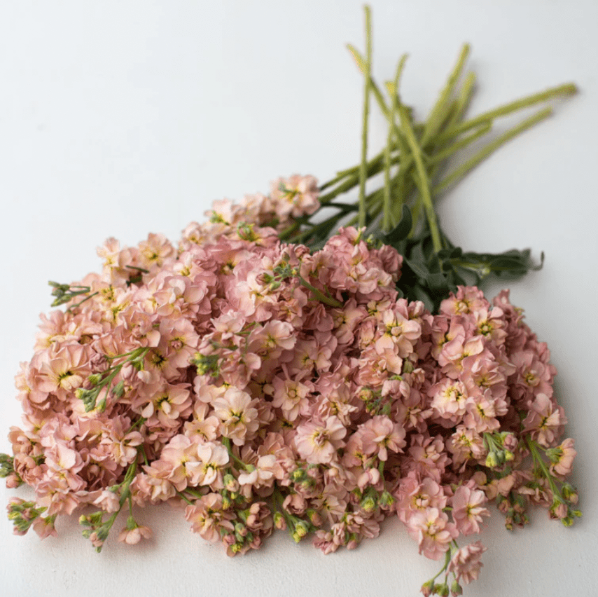 Flower Seedlings Bundle - TheHardenGarden