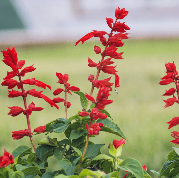 Flower Seedlings Bundle - TheHardenGarden