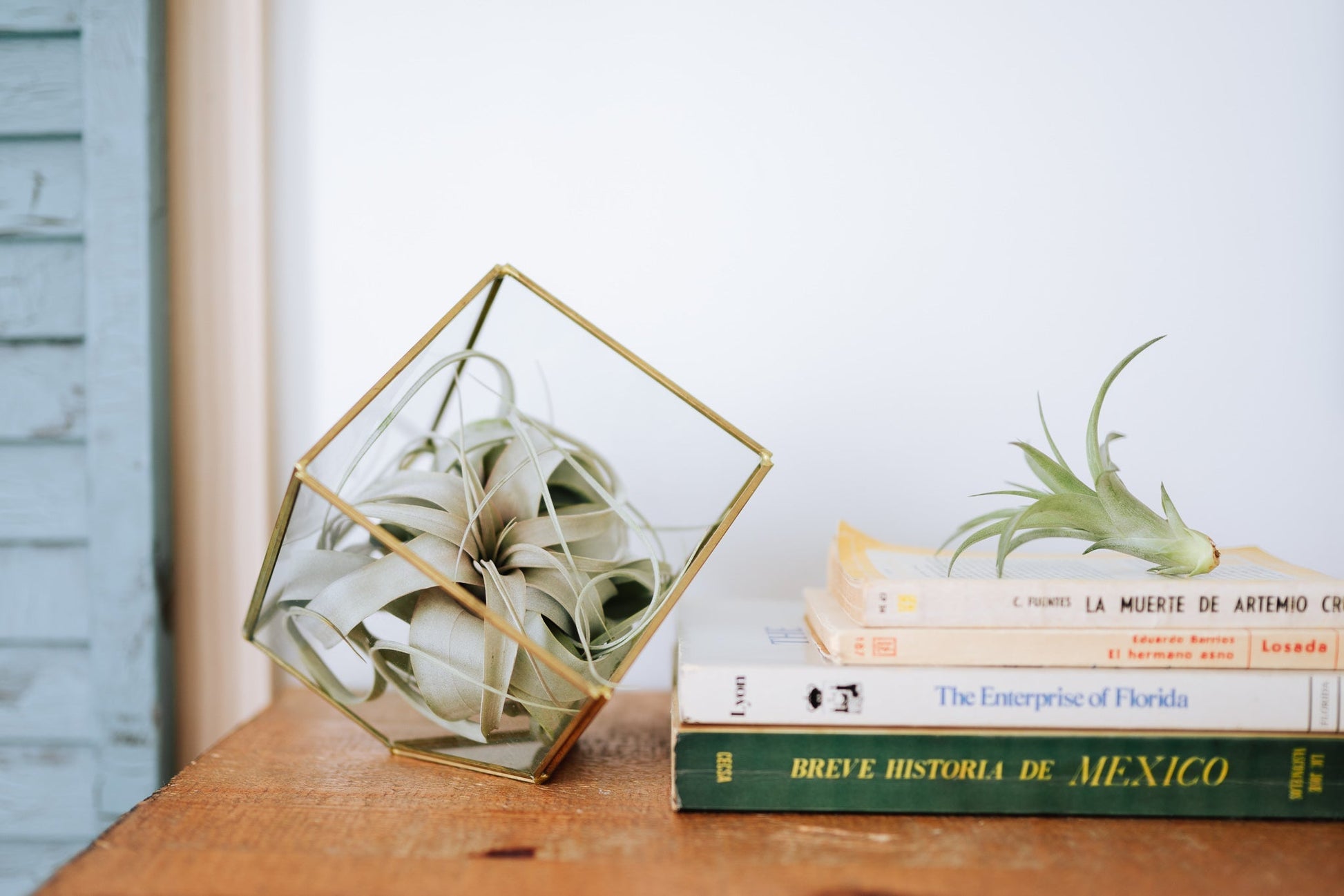 Heptahedron Geometric Glass Terrarium with Tillandsia Red Abdita and Ionantha Air Plants - TheHardenGarden