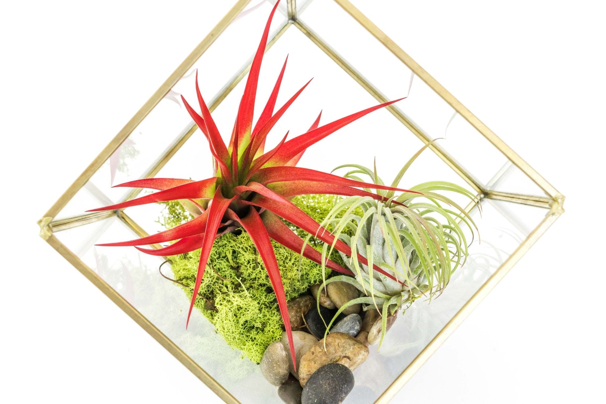 Heptahedron Geometric Glass Terrarium with Tillandsia Red Abdita and Ionantha Air Plants - TheHardenGarden