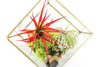 Heptahedron Geometric Glass Terrarium with Tillandsia Red Abdita and Ionantha Air Plants - TheHardenGarden