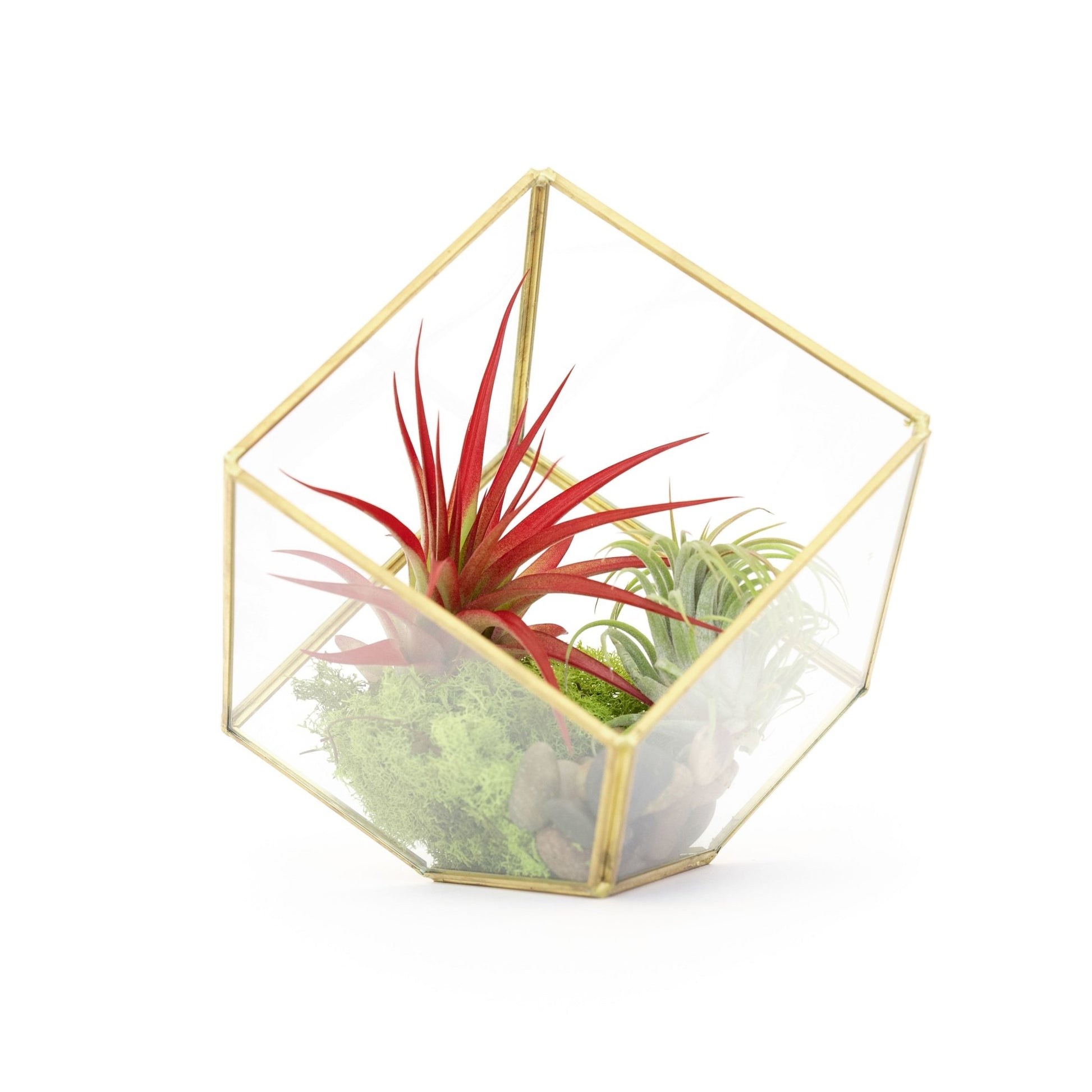 Heptahedron Geometric Glass Terrarium with Tillandsia Red Abdita and Ionantha Air Plants - TheHardenGarden
