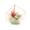 Heptahedron Geometric Glass Terrarium with Tillandsia Red Abdita and Ionantha Air Plants - TheHardenGarden