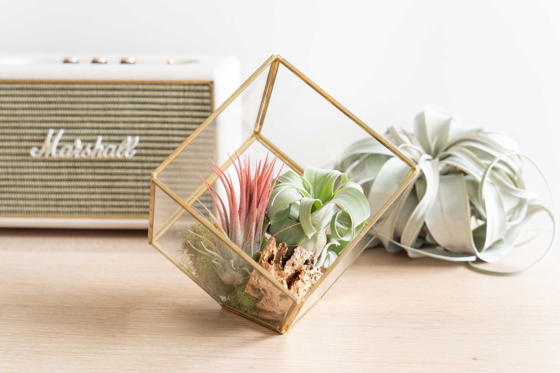 Heptahedron Geometric Glass Terrarium with Tillandsia Red Abdita and Ionantha Air Plants - TheHardenGarden