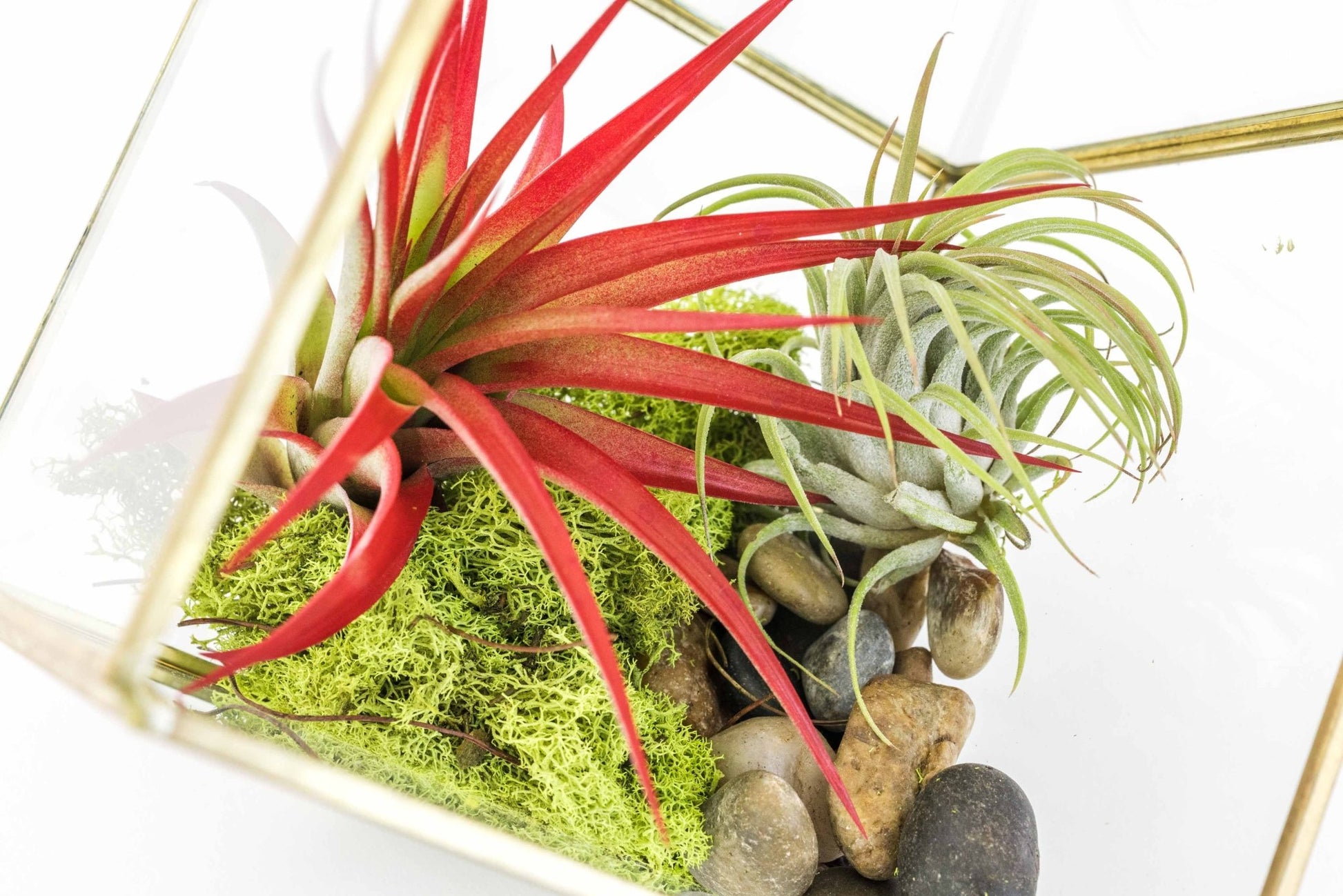Heptahedron Geometric Glass Terrarium with Tillandsia Red Abdita and Ionantha Air Plants - TheHardenGarden