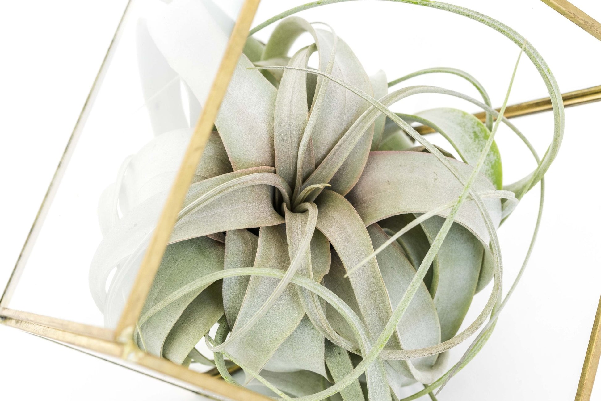 Heptahedron Geometric Glass Terrarium with Tillandsia Xerographica Air Plant - TheHardenGarden
