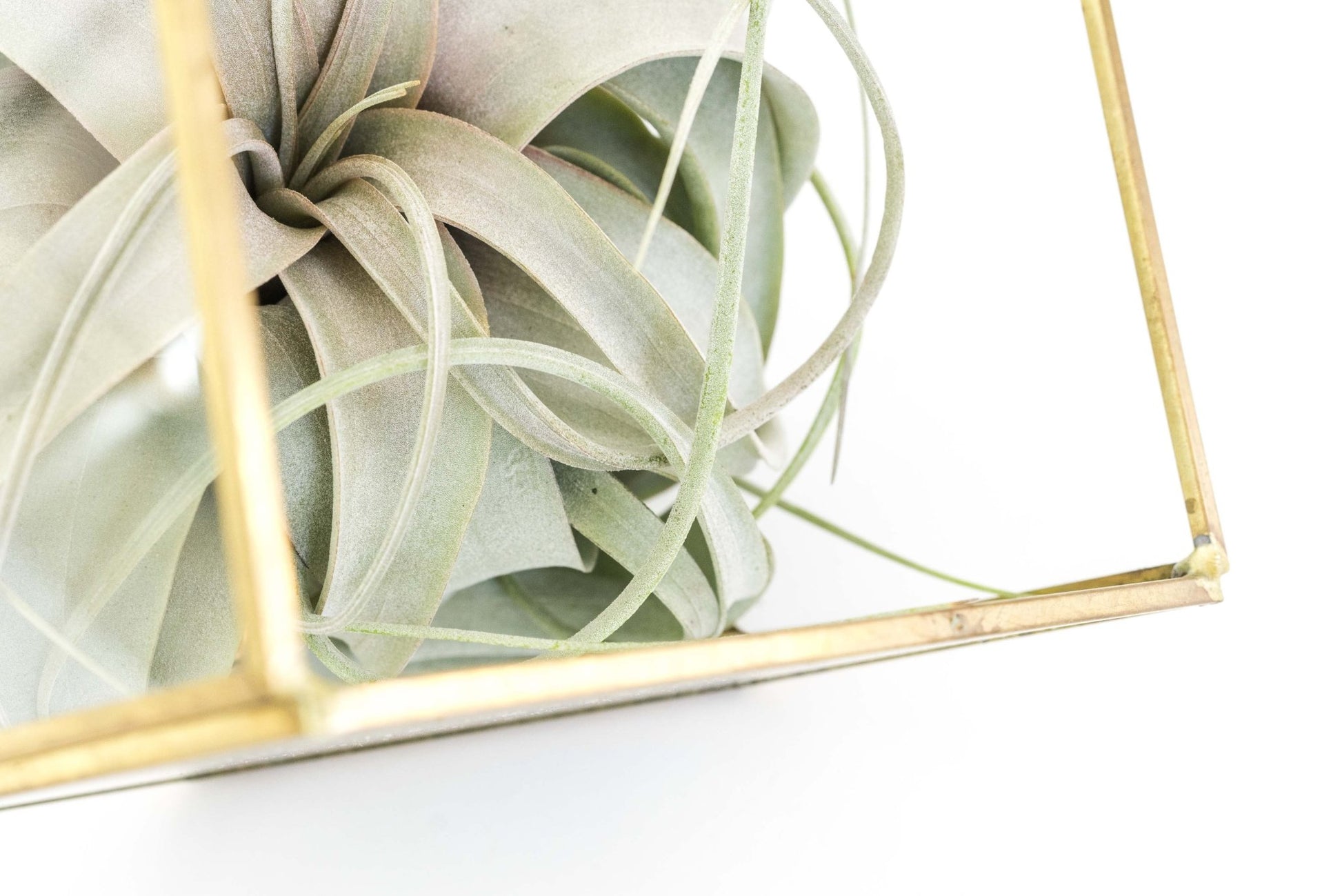 Heptahedron Geometric Glass Terrarium with Tillandsia Xerographica Air Plant - TheHardenGarden