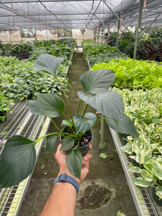 Homalomena 'Emerald Gem' - TheHardenGarden