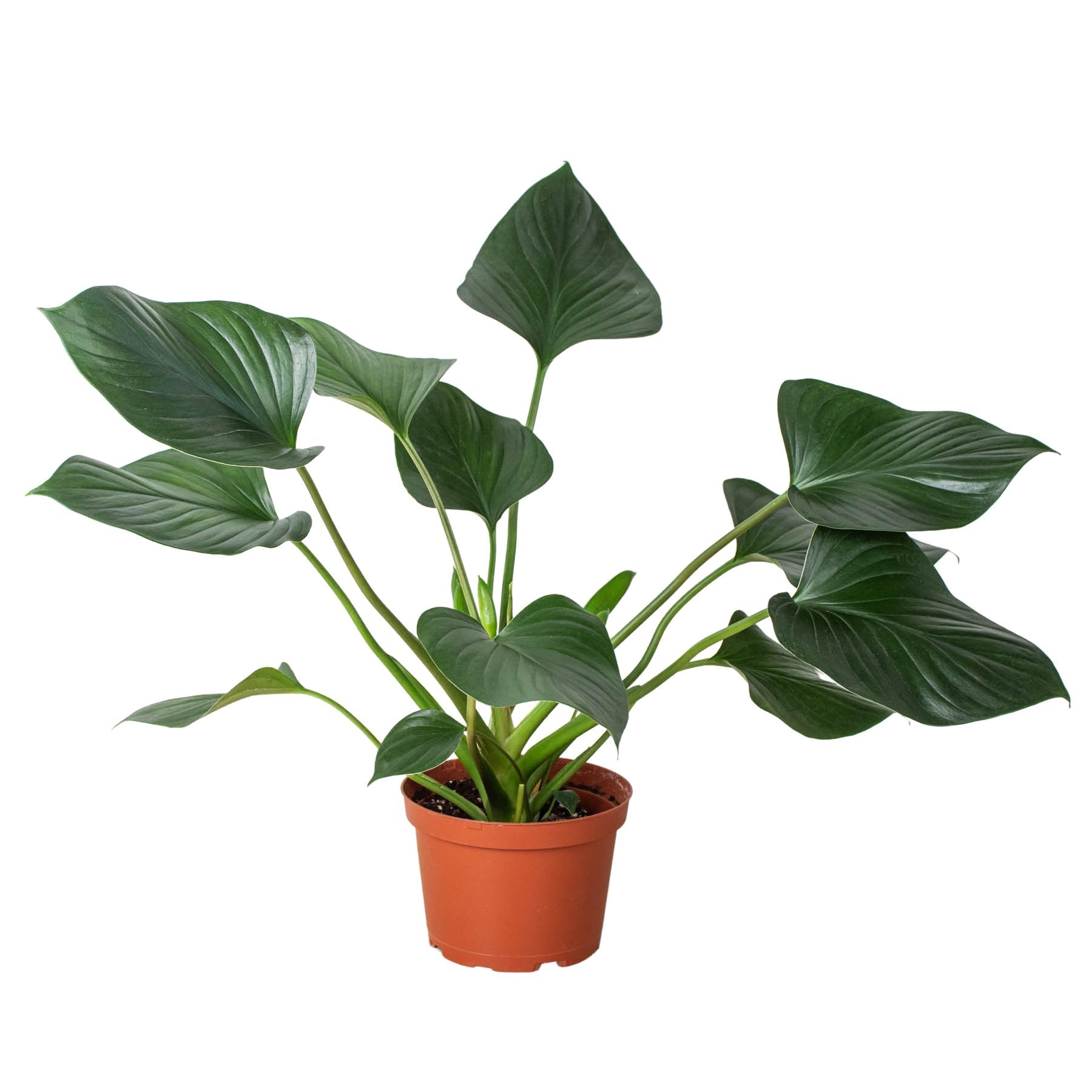 Homalomena 'Emerald Gem' - TheHardenGarden