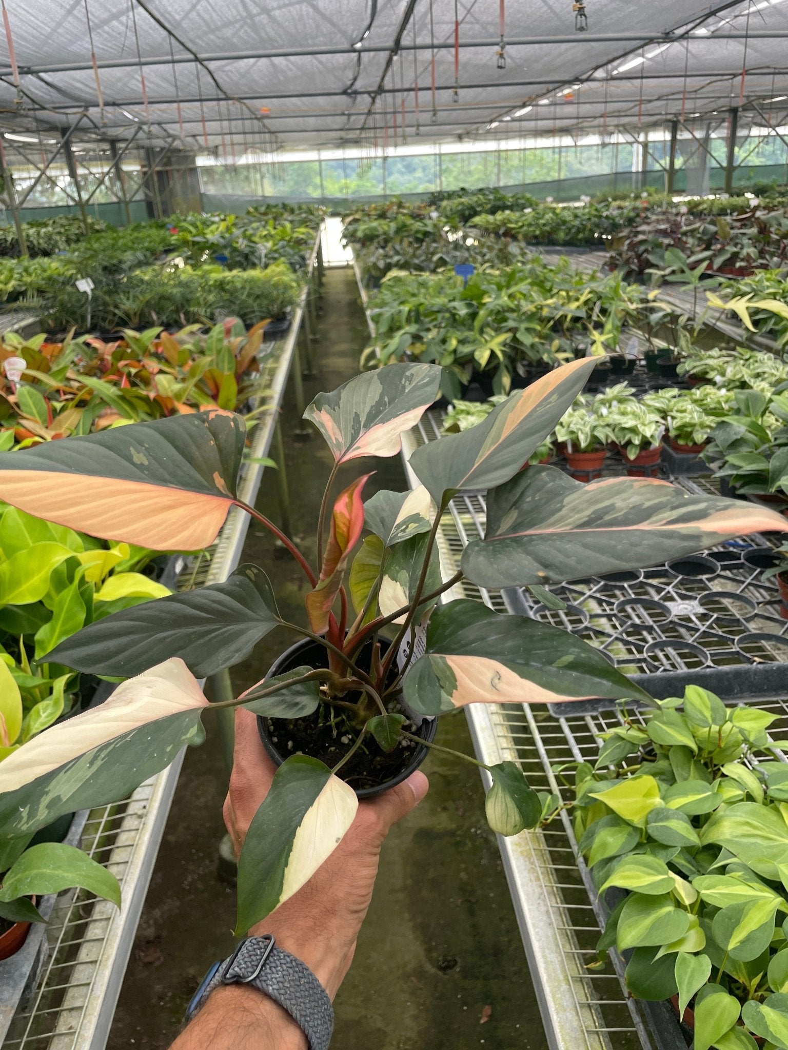 Homalomena Pink Diamond - TheHardenGarden