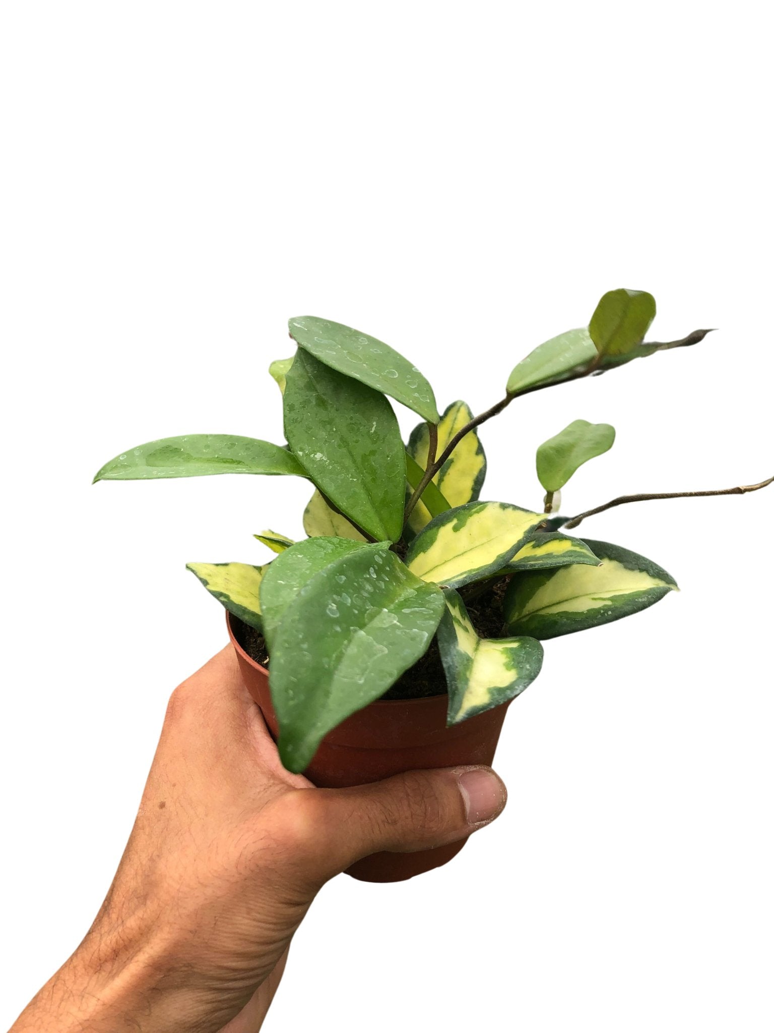 Hoya Carnosa 'Krimson Princess' - TheHardenGarden