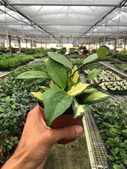 Hoya Carnosa 'Krimson Princess' - TheHardenGarden