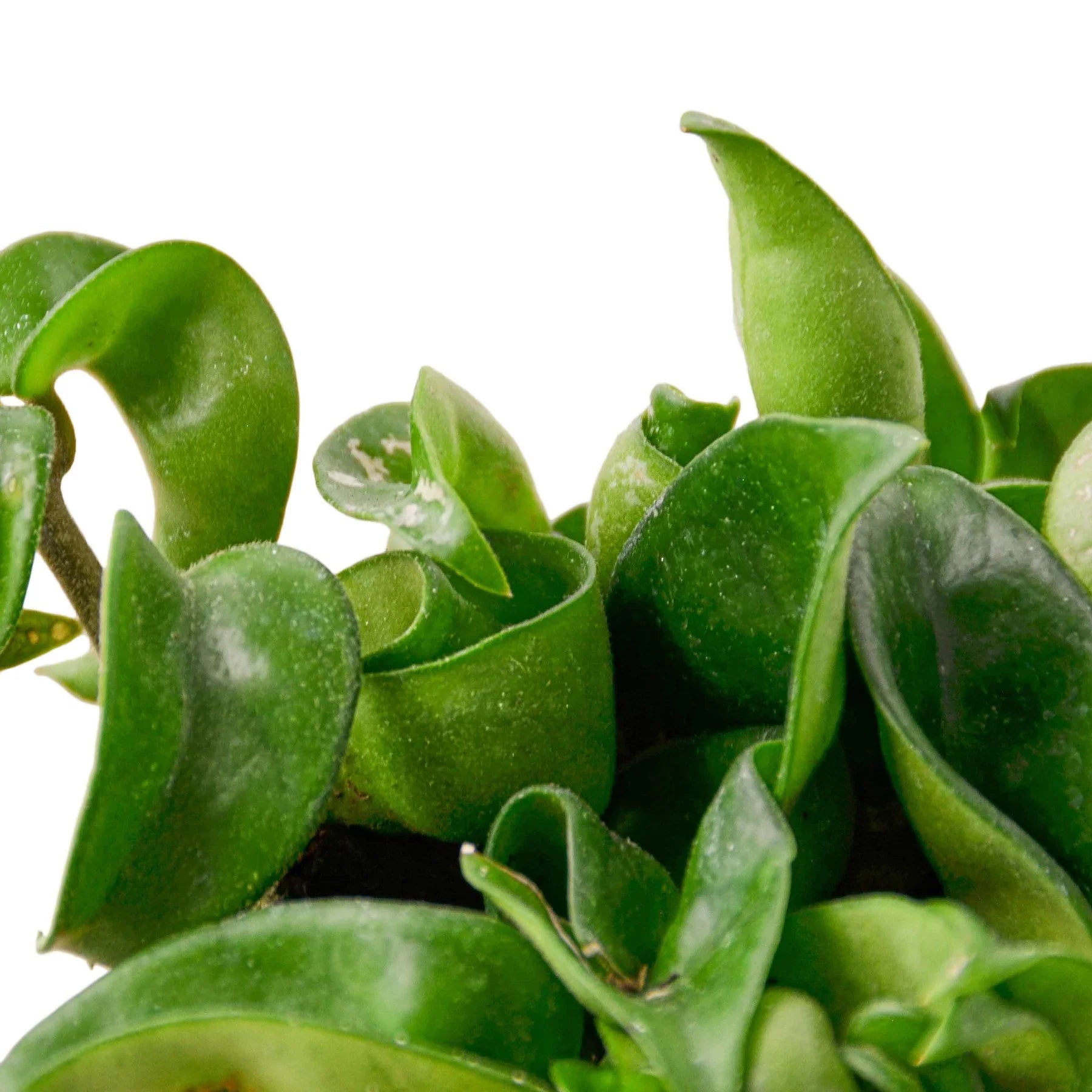 Hoya Rope Plant - TheHardenGarden