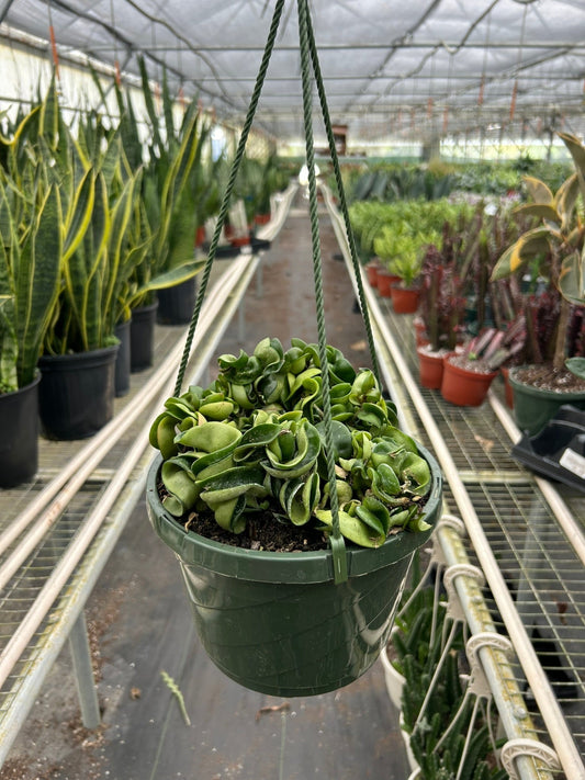 Hoya Rope Plant - TheHardenGarden