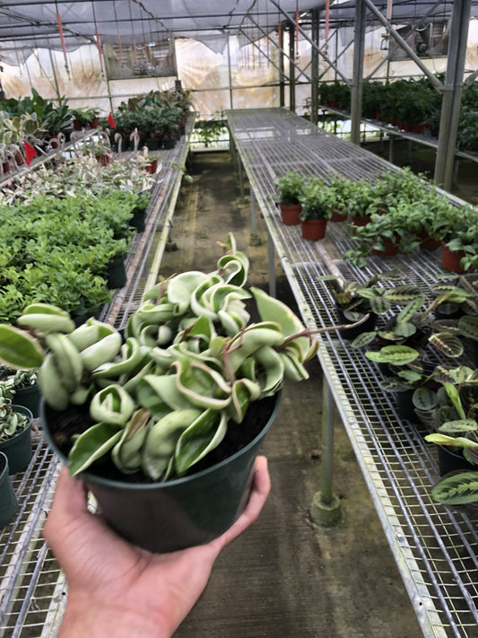 Hoya 'Rope Plant' Variegated - TheHardenGarden