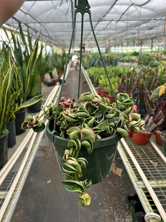 Hoya 'Rope Plant' Variegated - TheHardenGarden