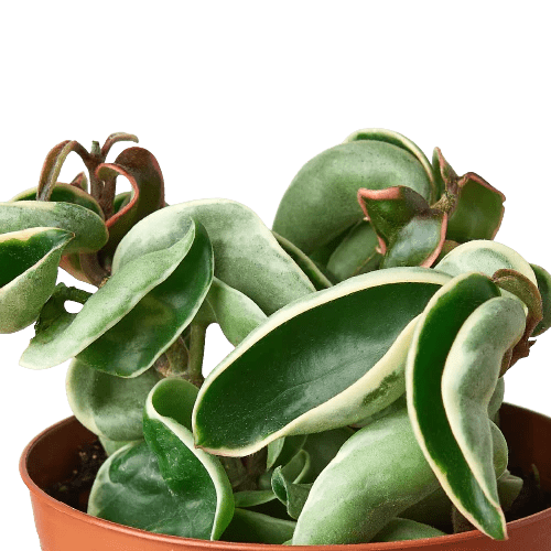 Hoya 'Rope Plant' Variegated - TheHardenGarden