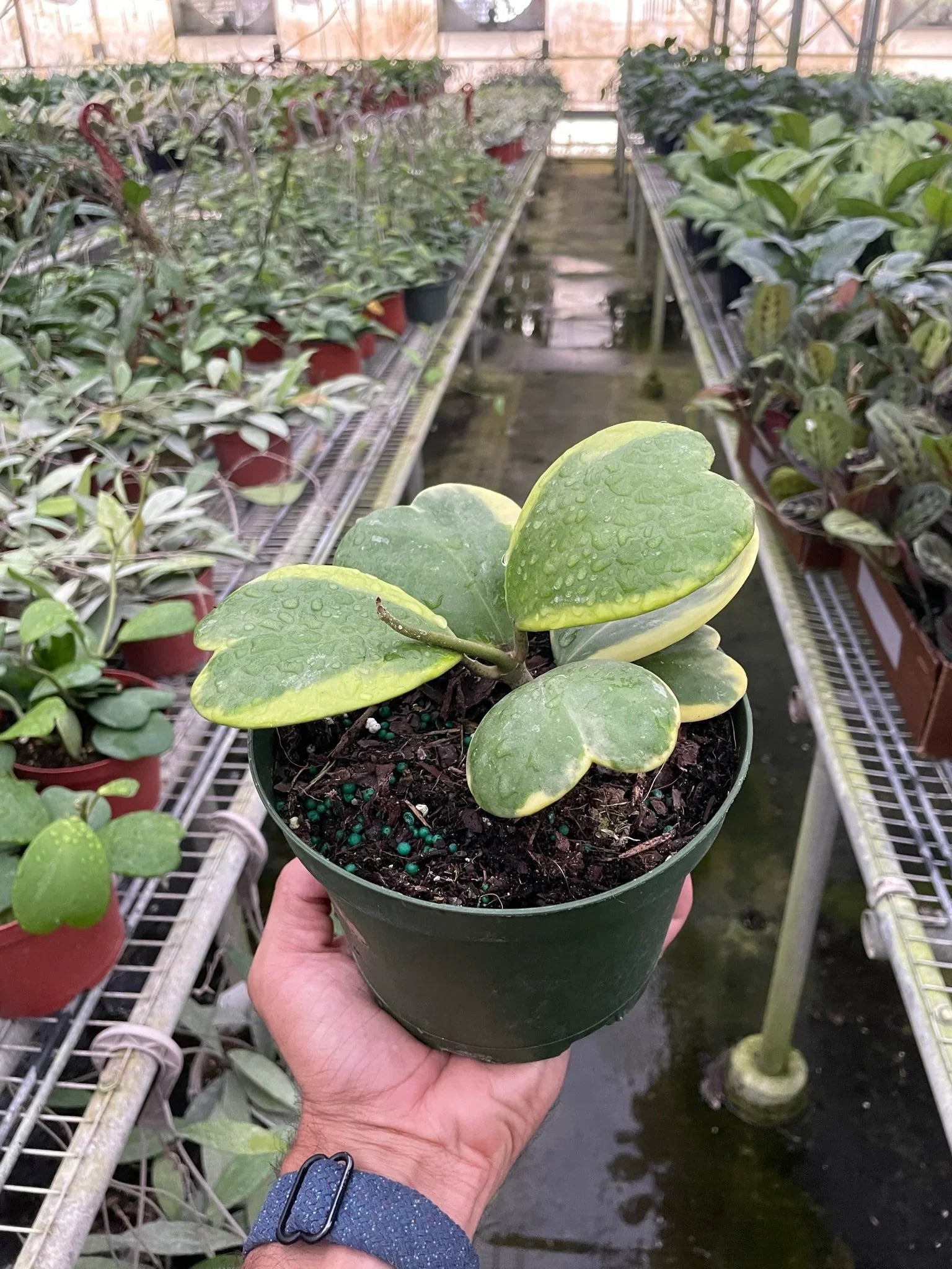 Hoya 'Sweetheart Variegated' - TheHardenGarden