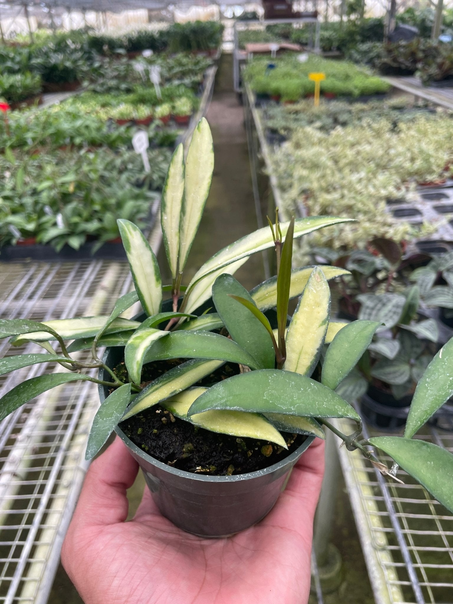 Hoya Wayetii Variegated - TheHardenGarden