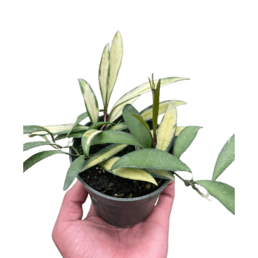 Hoya Wayetii Variegated - TheHardenGarden