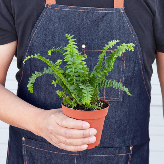 Jester's Crown Fern - TheHardenGarden