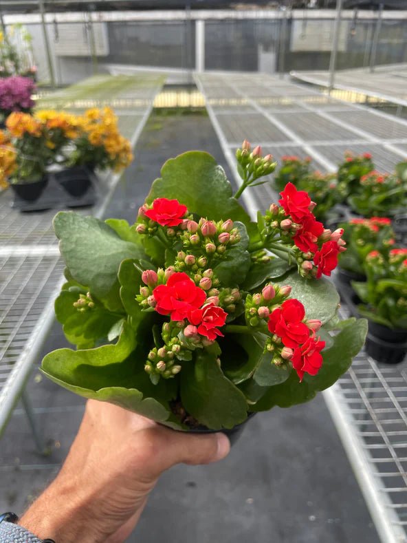 Kalanchoe - TheHardenGarden