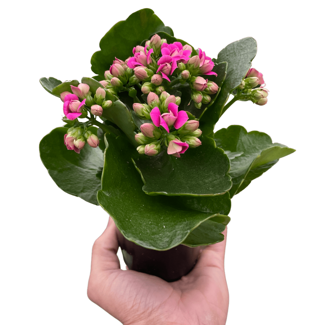 Kalanchoe - TheHardenGarden