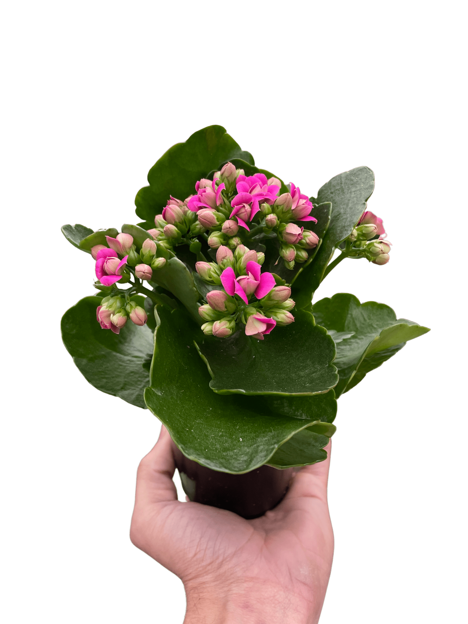 Kalanchoe - TheHardenGarden