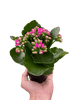 Kalanchoe - TheHardenGarden