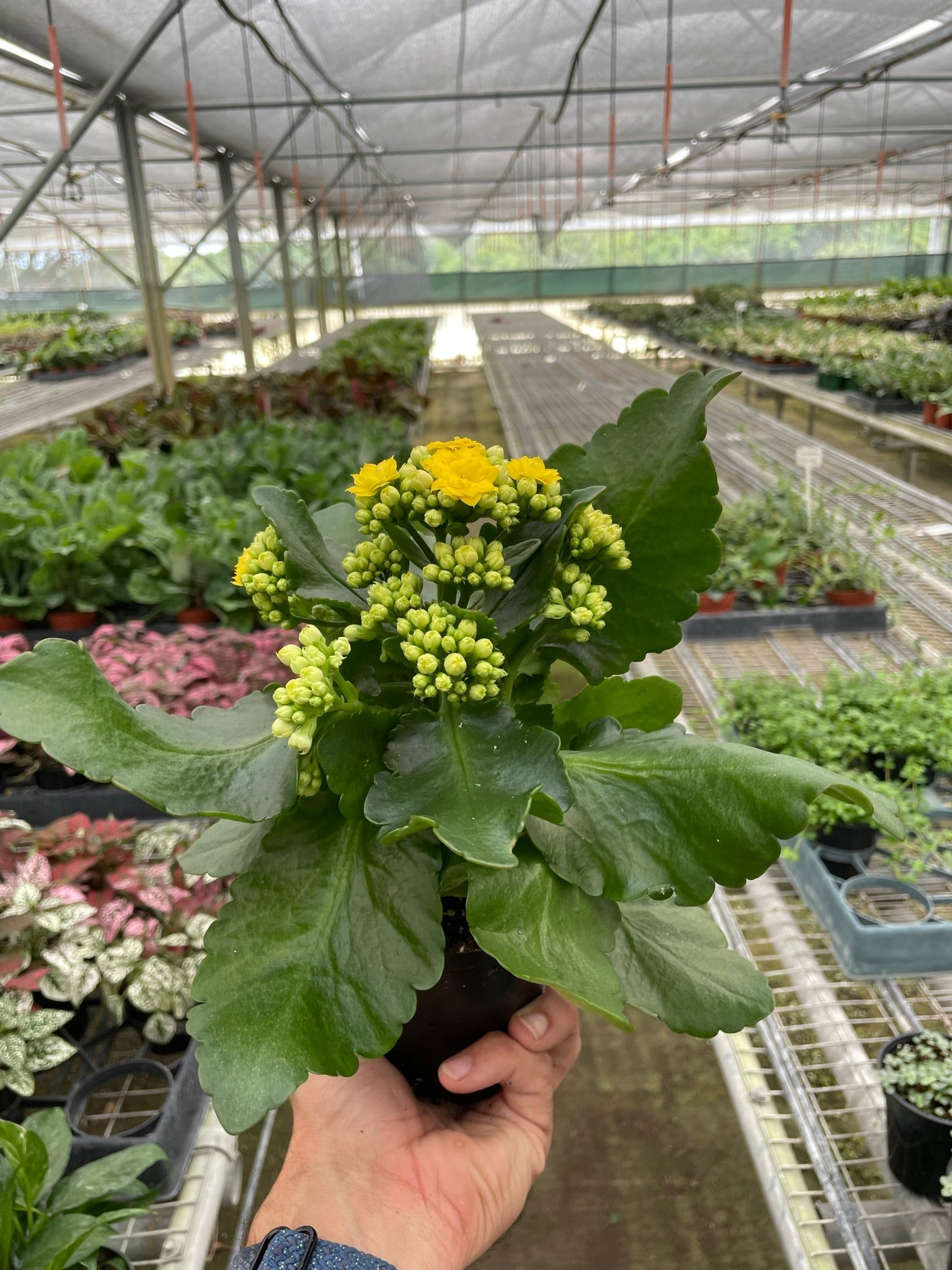 Kalanchoe - TheHardenGarden