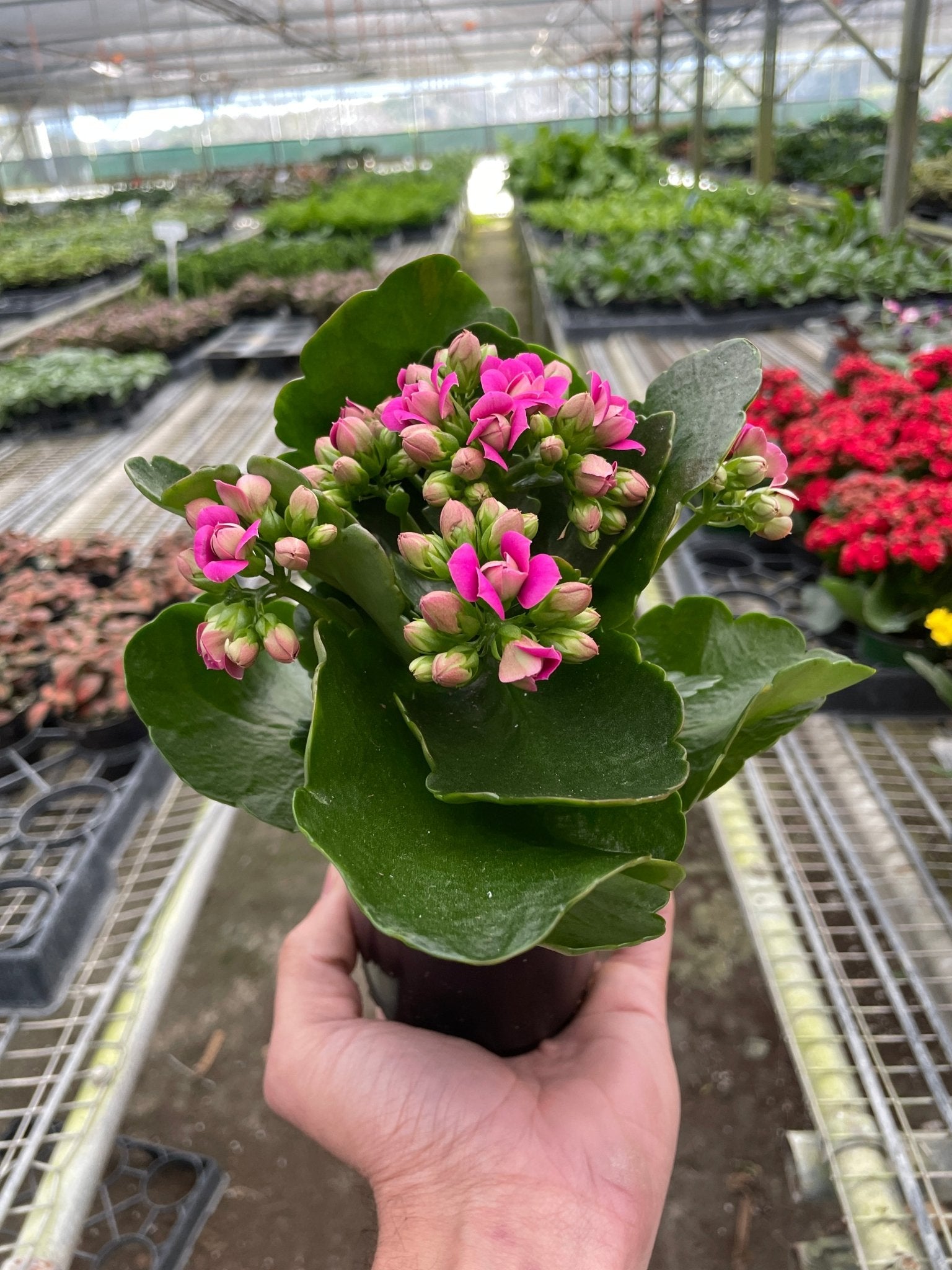 Kalanchoe - TheHardenGarden