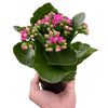 Kalanchoe - TheHardenGarden