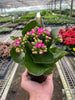 Kalanchoe - TheHardenGarden