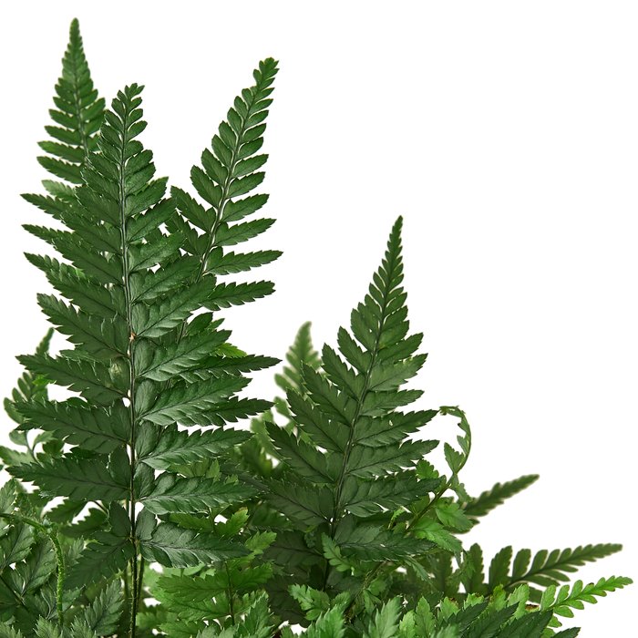 Best Indoor Plants 'Korean Rock' Fern - TheHardenGarden