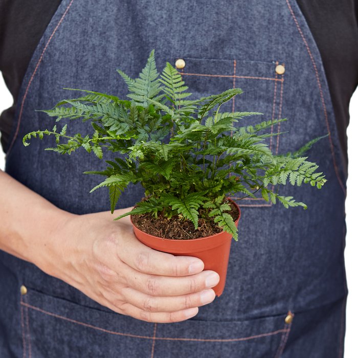 Best Indoor Plants 'Korean Rock' Fern - TheHardenGarden