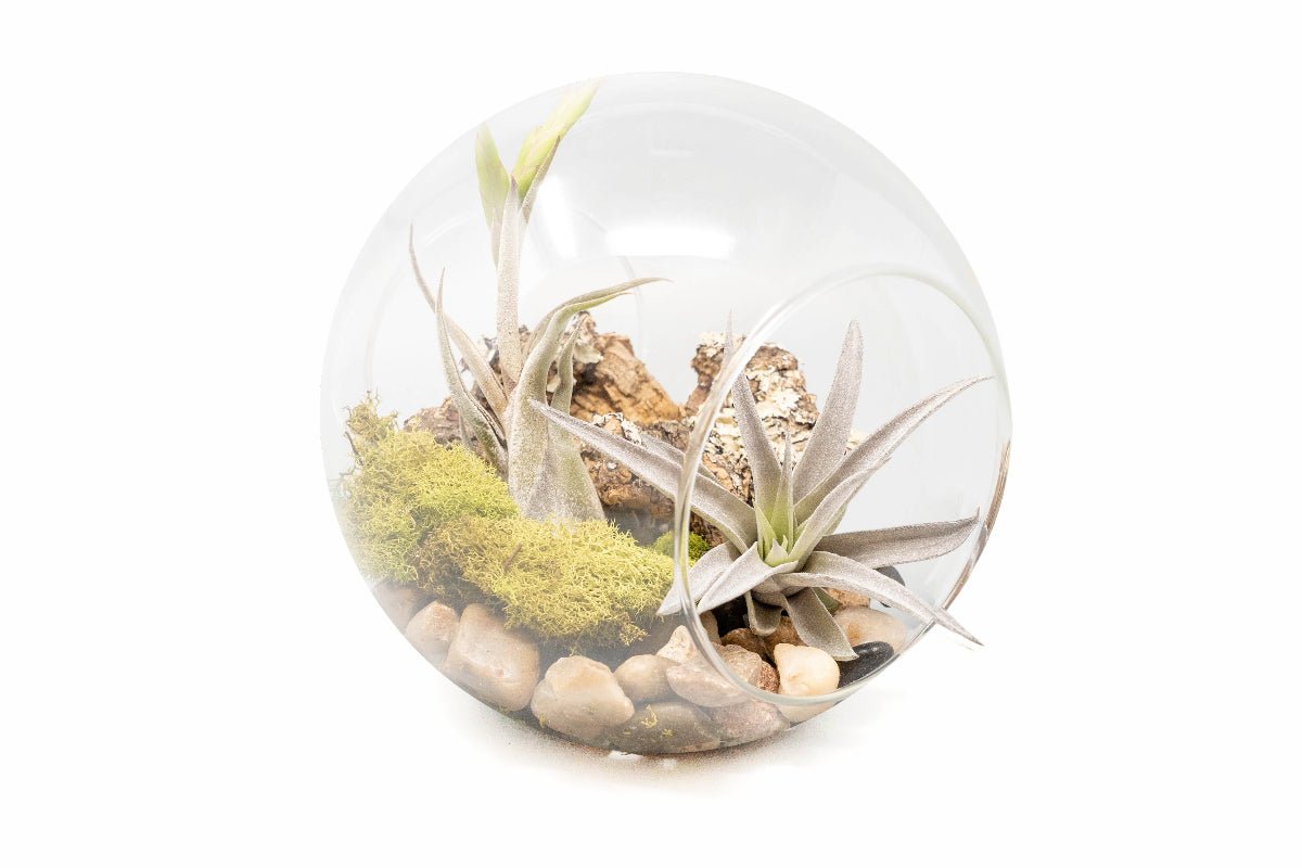 Large Hand - Blown Glass Terrarium with Tillandsia Caput Medusae & Harrisii - TheHardenGarden