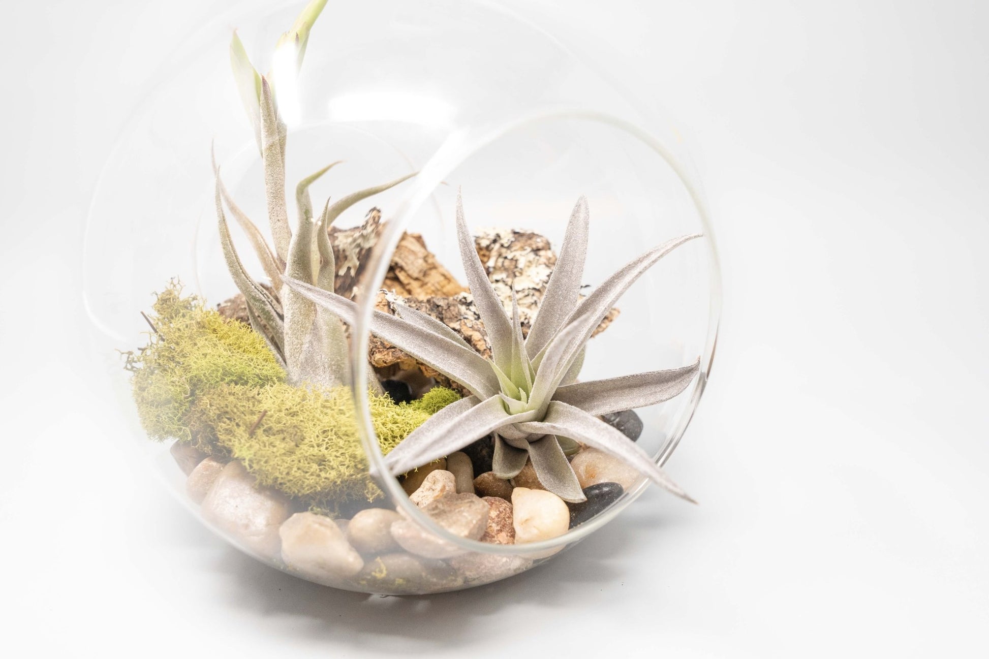 Large Hand - Blown Glass Terrarium with Tillandsia Caput Medusae & Harrisii - TheHardenGarden