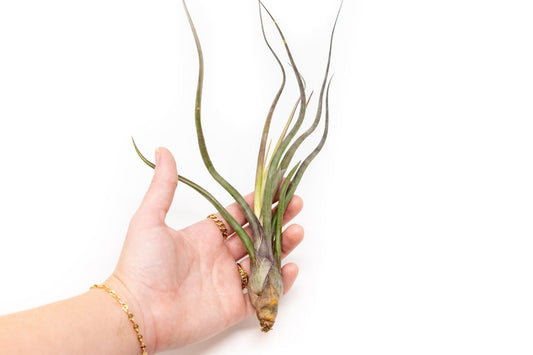 Large Tillandsia Baileyi Air Plants / 6 - 9 Inch Plants - TheHardenGarden