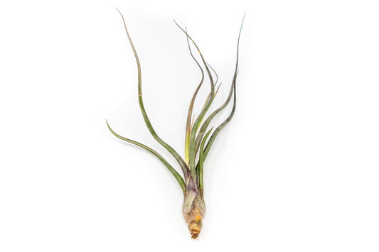 Large Tillandsia Baileyi Air Plants / 6 - 9 Inch Plants - TheHardenGarden