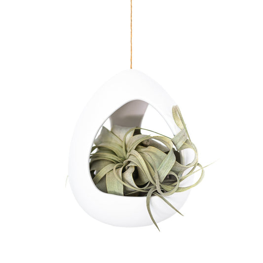 Large White Ceramic Hanging Pod with Tillandsia Xerographica - TheHardenGarden