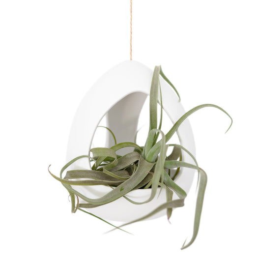 Large White Ceramic Hanging Pod with Two Assorted Tillandsia Plants - TheHardenGarden